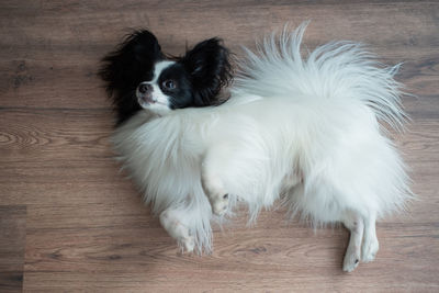 High angle view of dog lying down on hardwood floor