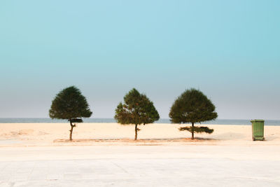 Trees at shore of beach against clear sky