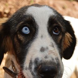 Close-up portrait of dog