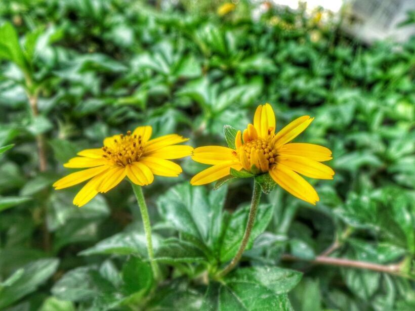 flower, yellow, petal, freshness, fragility, flower head, growth, focus on foreground, beauty in nature, blooming, close-up, nature, plant, pollen, in bloom, green color, field, day, single flower, outdoors