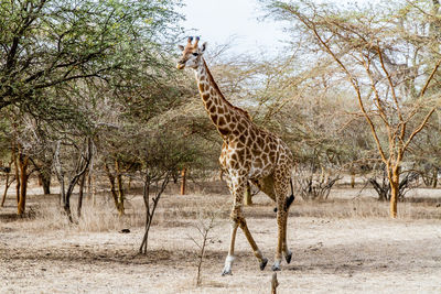 View of giraffe on field