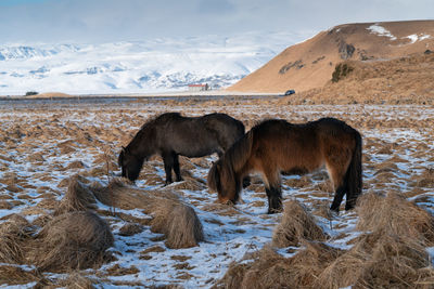 Iceland horse, equus caballus, traditional horse from the icelandic island