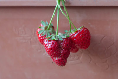 Strawberry bouquet in the pot , planting fruit in the garden ,ripe strawberries , organic food.