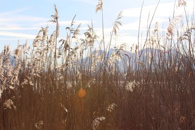 Close-up of grass on field against sky