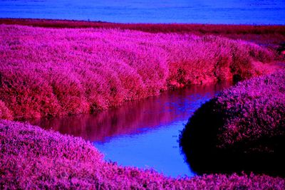 Pink flowers on tree by lake against sky