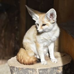 Close-up of cat sitting on wood