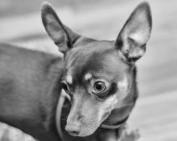 Close-up portrait of a dog