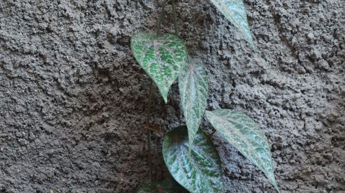 Close-up of tree trunk