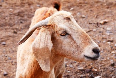 Close-up of goat on field