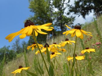 Close-up of yellow flowering plant on field