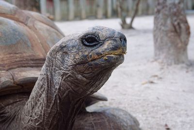 Close-up of turtle on land