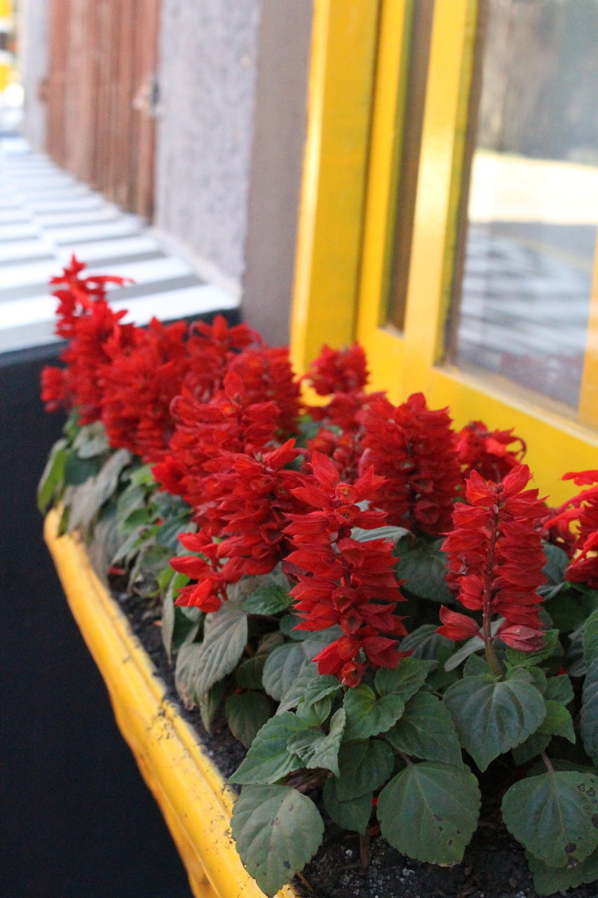 CLOSE-UP OF RED FLOWER PLANT