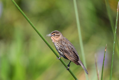 Brown female red-wing blackbird agelaius phoeniceus perches on the tall reeds and grass in a pond 