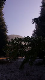 Trees by sea against sky during sunset