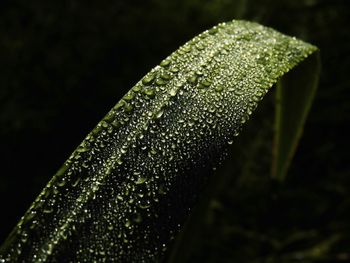 Close-up of wet grass during monsoon