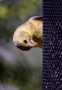 American gold finch on the thistle feeder