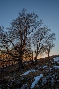 Bare trees on snow covered land against sky