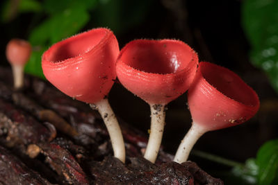 Close-up of red mushrooms growing on land