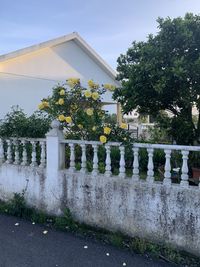 Plants growing by building against sky