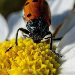 Close-up of honey bee pollinating on white flower