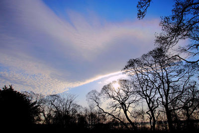 Low angle view of silhouette bare trees against sky