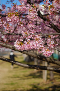 Close-up of pink cherry blossom tree