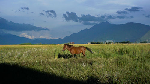 Horse in a field