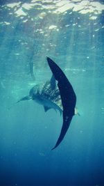 Fish swimming in sea