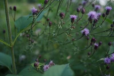 Close-up of purple flowering plant