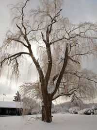 Bare tree on snow covered landscape