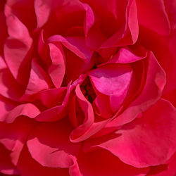 Full frame shot of pink rose