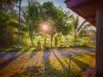 Sun shining through palm trees in city