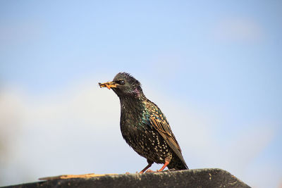 Low angle view of bird perching on rock against sky