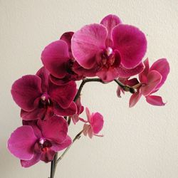 Close-up of pink orchid flowers at home