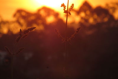 Close-up of silhouette plant against sky during sunset