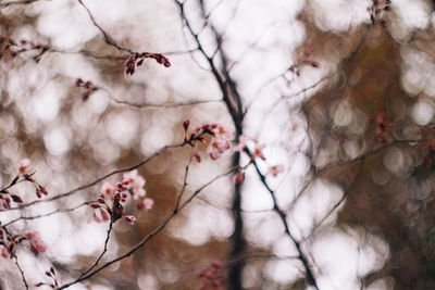 Low angle view of flowers on branch