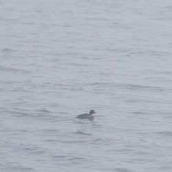 Bird swimming in sea