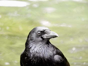 Close-up of a bird looking away