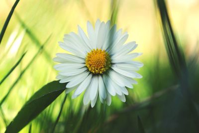 Close-up of a daisy flower