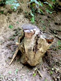 Close-up of broken tree trunk
