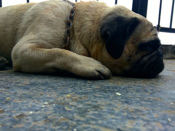 Close-up of dog sleeping