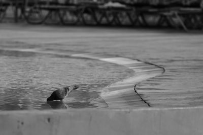 Close-up of duck swimming in lake