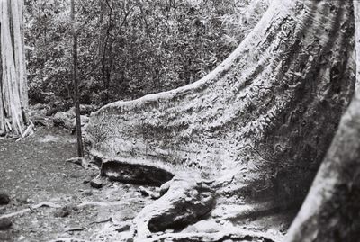 Close-up of lizard on tree trunk in forest