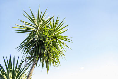 Low angle view of palm tree against sky