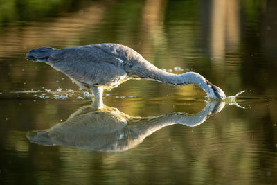 Birds in lake