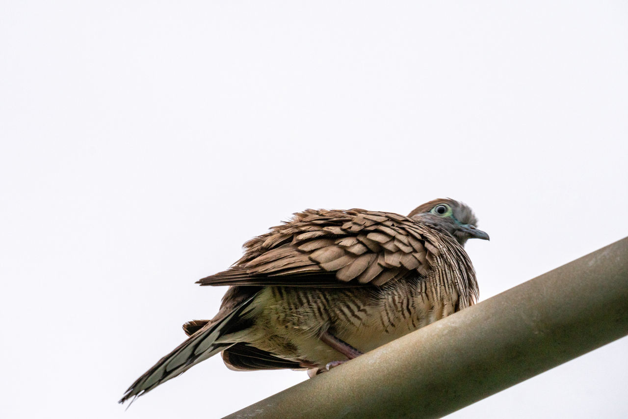 LOW ANGLE VIEW OF BIRD PERCHING