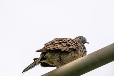 Low angle view of bird perching on rock against clear sky