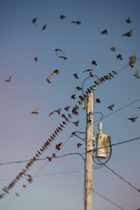 Low angle view of birds flying against sky during sunset