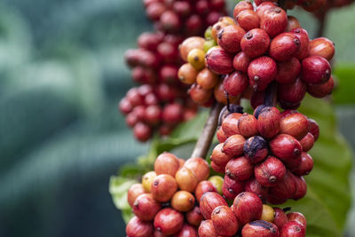 Close-up of cherries growing on tree