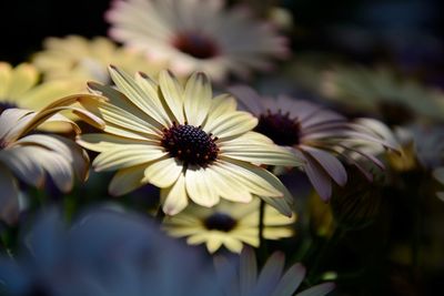 Close-up of flowers blooming outdoors